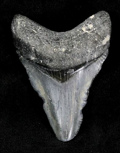 Bargain Juvenile Megalodon Tooth - Florida #21172